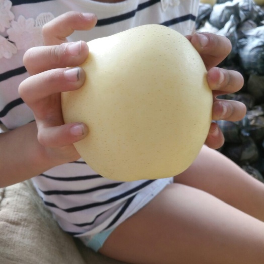 赵县皇冠梨 400-450g 90mm以上