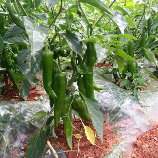 昆明牛角椒 云南省昆明市官渡区