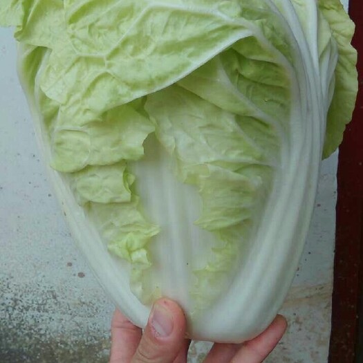商丘夏阳白菜 3~6斤 净菜 品种润田五号，轩辕夏等