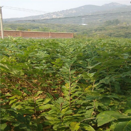 泰安大红袍板栗苗 嫁接苗 0.5~1米