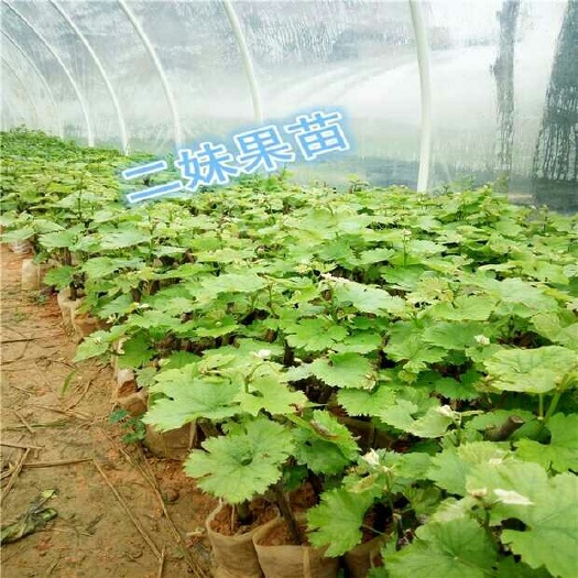 灵山县夏黑葡萄苗 
