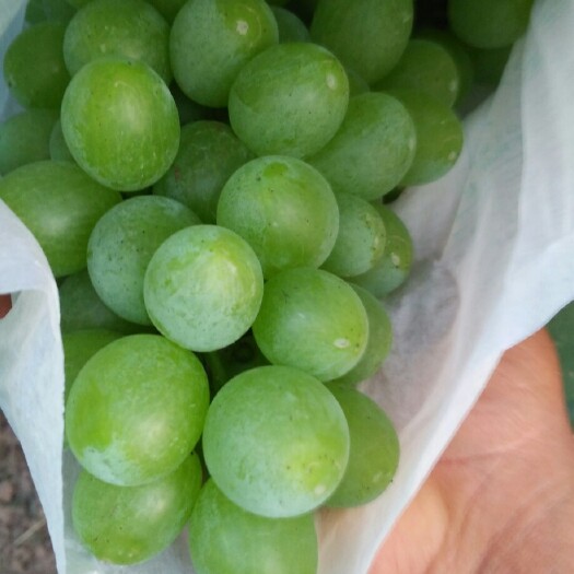 蒲城县维多利亚葡萄 5%以下 1次果 0.8-1斤