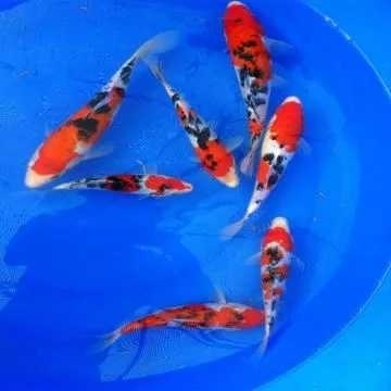 中山市锦鲤鱼苗 