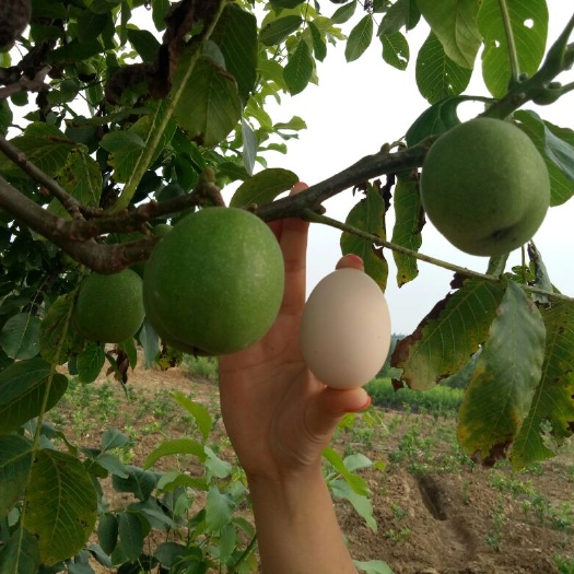 绵阳 核桃苗，低价出售，卖完就莫得了