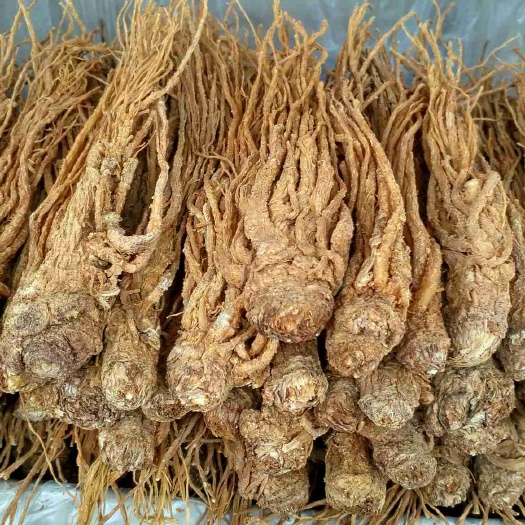 成都岷当归 