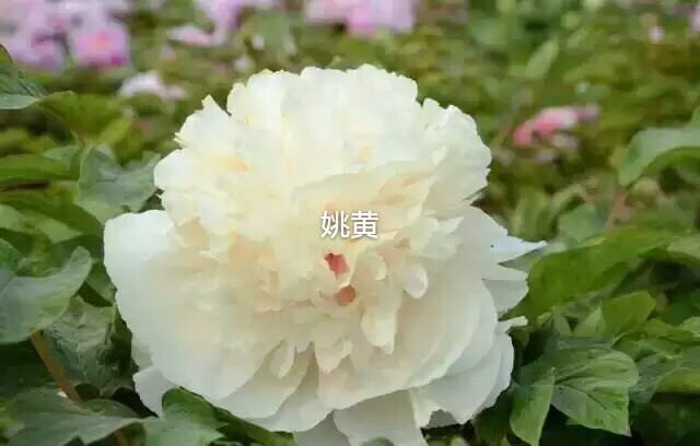 菏泽姚黄 2cm以下 4cm以下 0.5米以下
