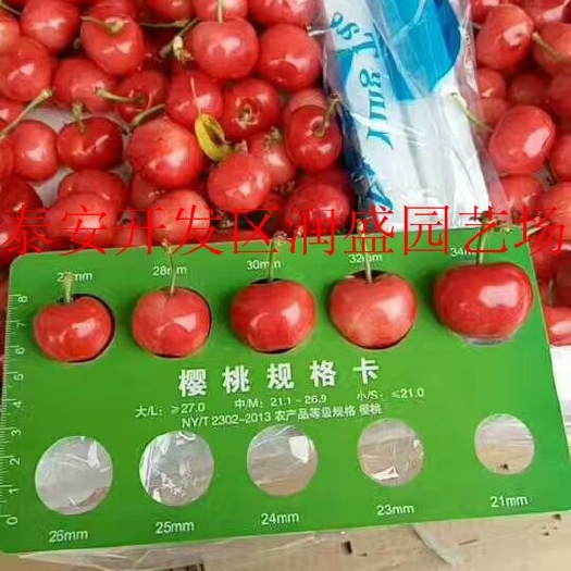 泰安矮化樱桃苗 