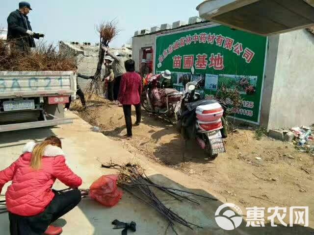 红星苹果树苗  基地大量出售红肉苹果苗，欢迎前来考察合作购买