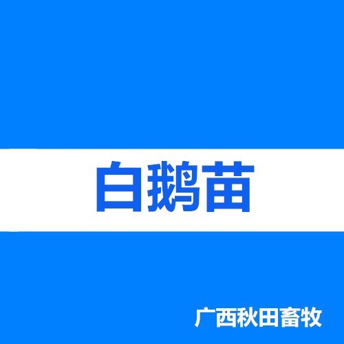 南宁白鹅苗 