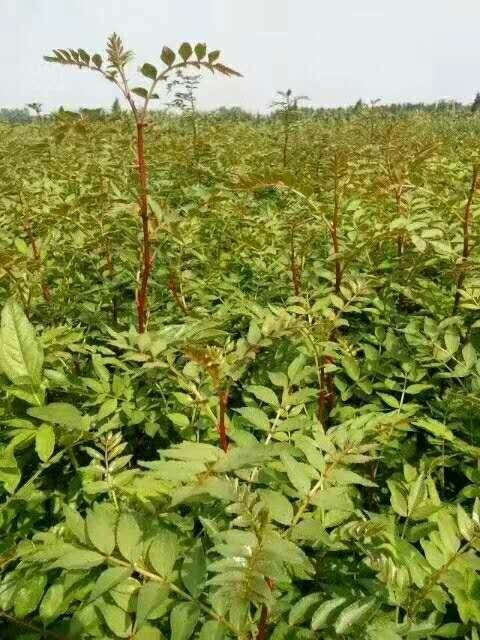 泰安青花椒苗 