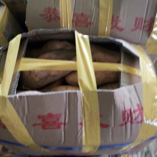 豫薯10号 3两以上 黄皮