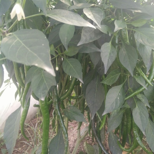 夏邑县线椒 15~20cm 靑色 中辣 