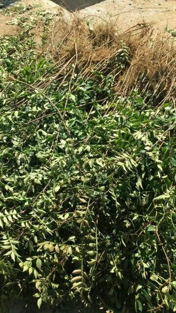 泰安大红袍花椒苗