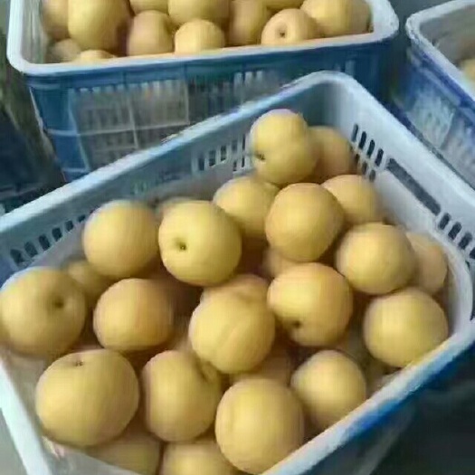 莒县丰水梨 300-350g 85mm以上