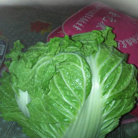 晋中窖藏白菜大量上市了有须要的马上联系吧。