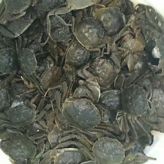 监利市洪湖大闸蟹 2.0两以下 母蟹 