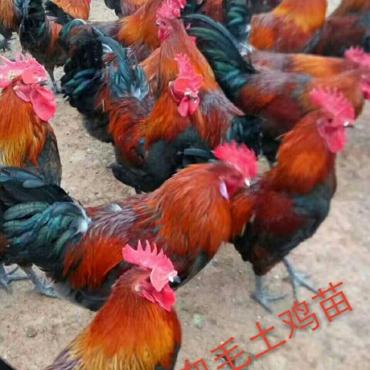 绵阳血毛土鸡苗 