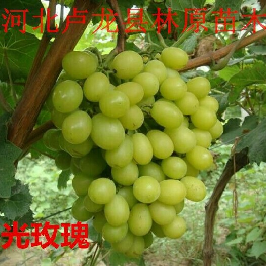 卢龙县阳光玫瑰葡萄苗