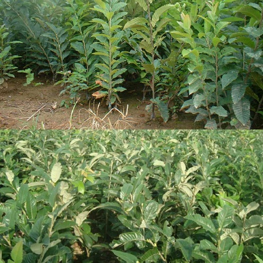 平邑县魁栗板栗苗  大量出售板栗种苗，品种齐全欢迎订购