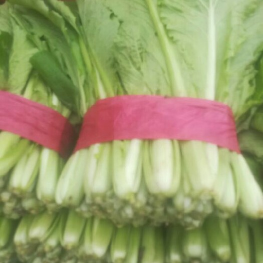 邯郸速生小白菜 15~20公分