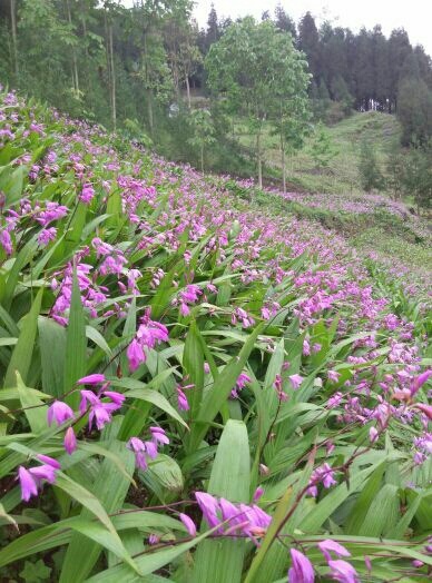 芦山县白及 统货