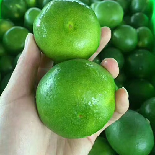 宜昌青皮蜜桔 5.5 - 6cm 2 - 3两