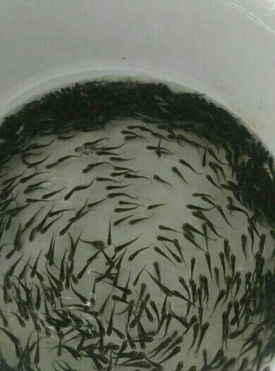 白鲢鱼 出售白鲢苗，白鲢水花，白鲢乌子