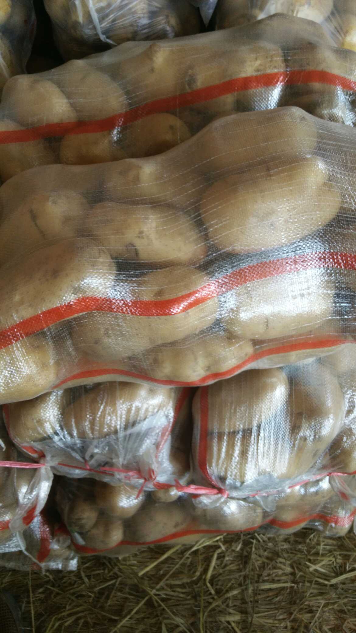 冀张薯12号马铃薯图片