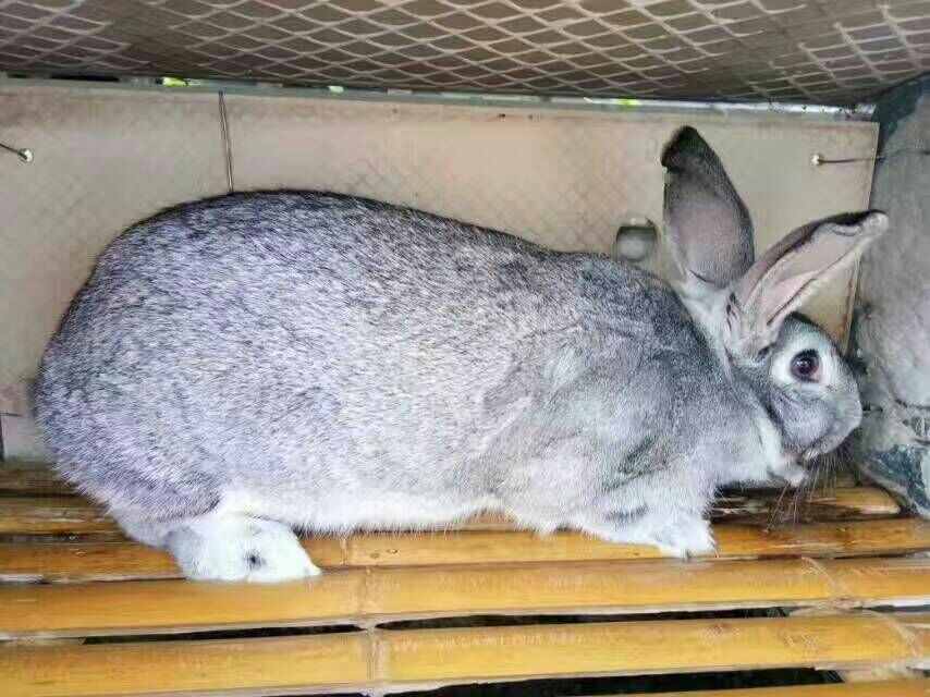 嘉祥县种兔  青紫蓝肉兔 比利时兔 黄金肉兔 新西兰肉兔伊拉肉兔