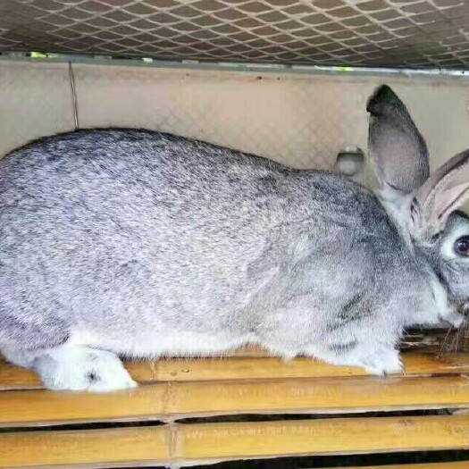 种兔  青紫蓝肉兔 比利时兔 黄金肉兔 新西兰肉兔伊拉肉兔