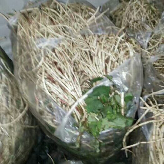 会理市鱼腥草根 