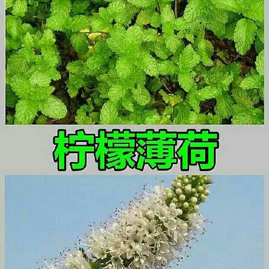 沭阳县薄荷种子 