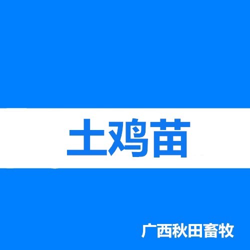 南宁土鸡苗