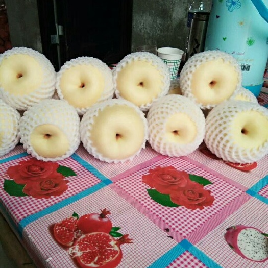 蒲城县酥梨  果农直供