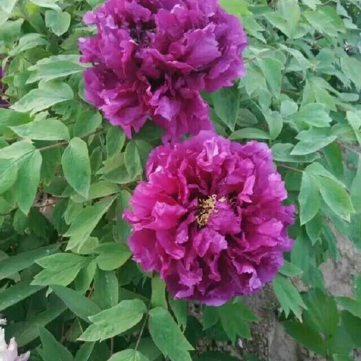 菏泽观赏牡丹 2cm以下 4cm以下 0.5~1米