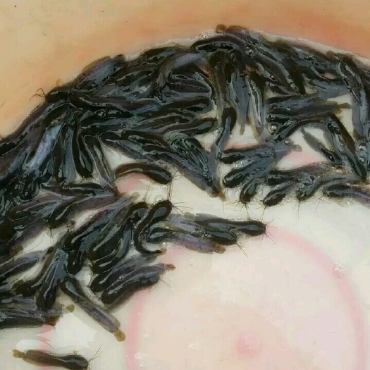 新兴县八胡鲶鱼苗
