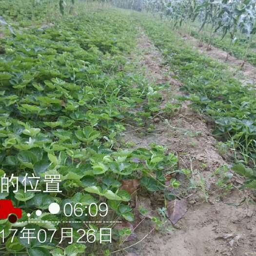 中牟县甜查理草莓苗 地栽苗 否