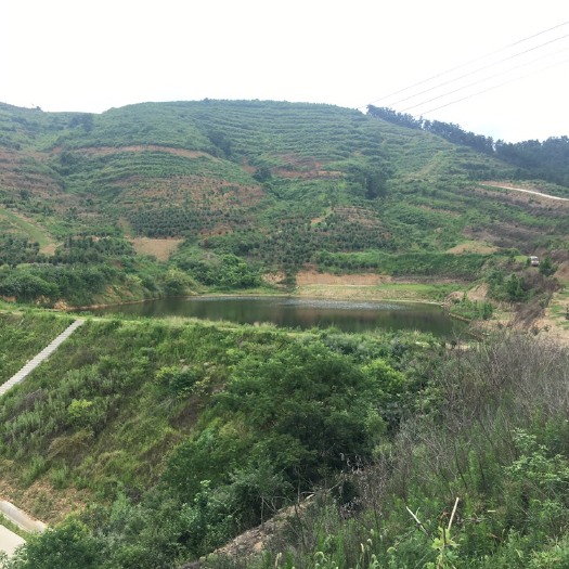 安陆市现榨山茶油