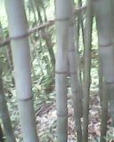 石林县粉单竹