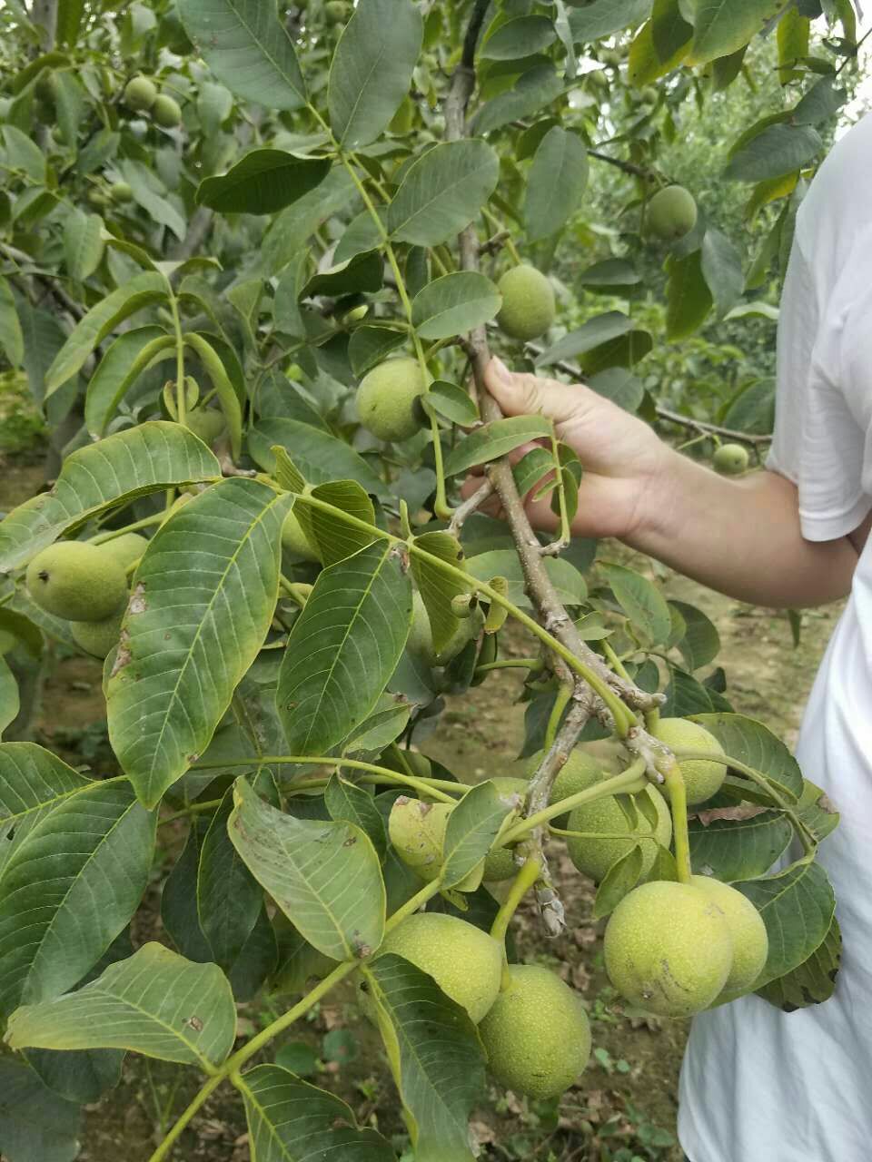 薄皮核桃苗