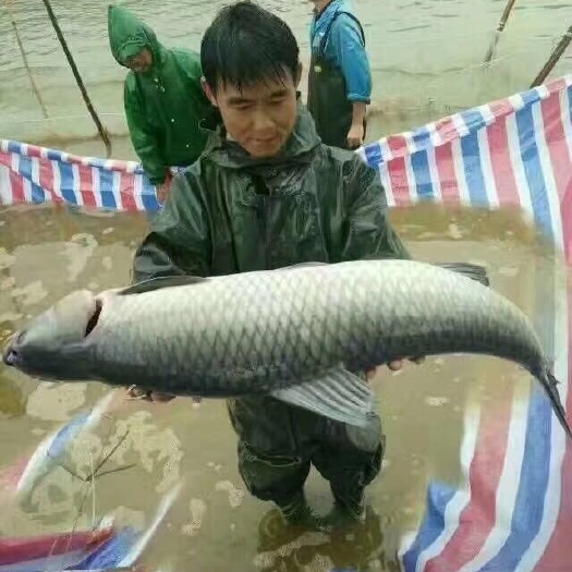 安乡县青鱼