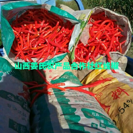 忻州L3F1辣椒 山西忻州线椒