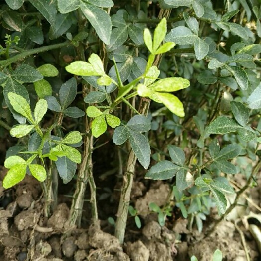 泰安枳壳苗 枳壳树苗枸橘苗现货出售