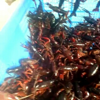 沭阳县澳洲龙虾苗