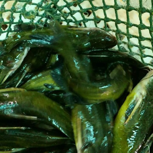 凯里市池塘黄颡鱼 0.1公斤 人工养殖