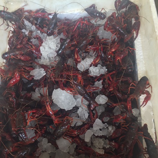 巢湖红壳小龙虾 中红硬规格14