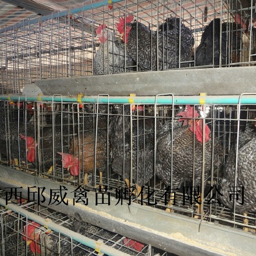 南宁芦花鸡苗 母