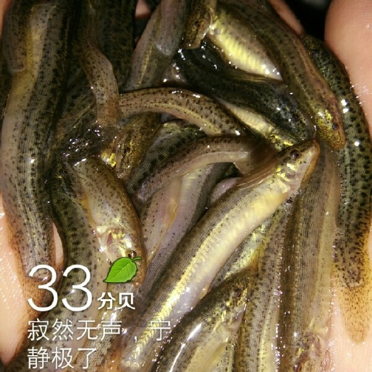 鱼台县 杂交泥鳅苗，泥鳅苗寸苗水花饲料药品