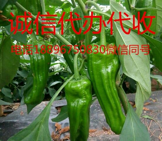 薄皮椒 5~10cm 靑色 微辣
