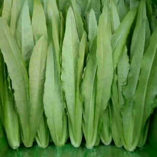 邯郸青香油麦菜  大量供应油麦菜，暖棚菜，质量很好